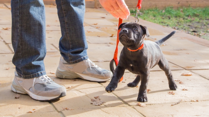 A black puppy on a leash plays with its owner