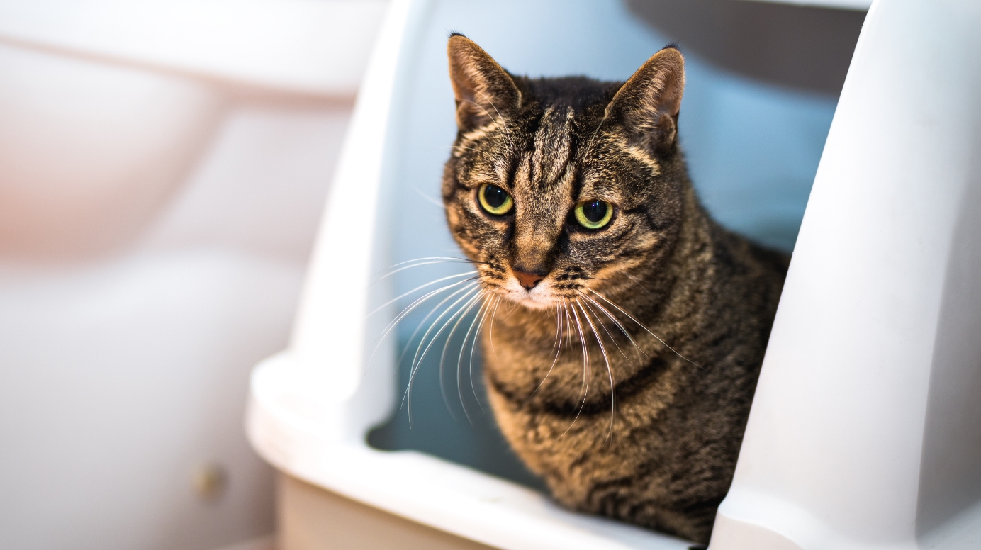 A tabby cat sits in a litterbox