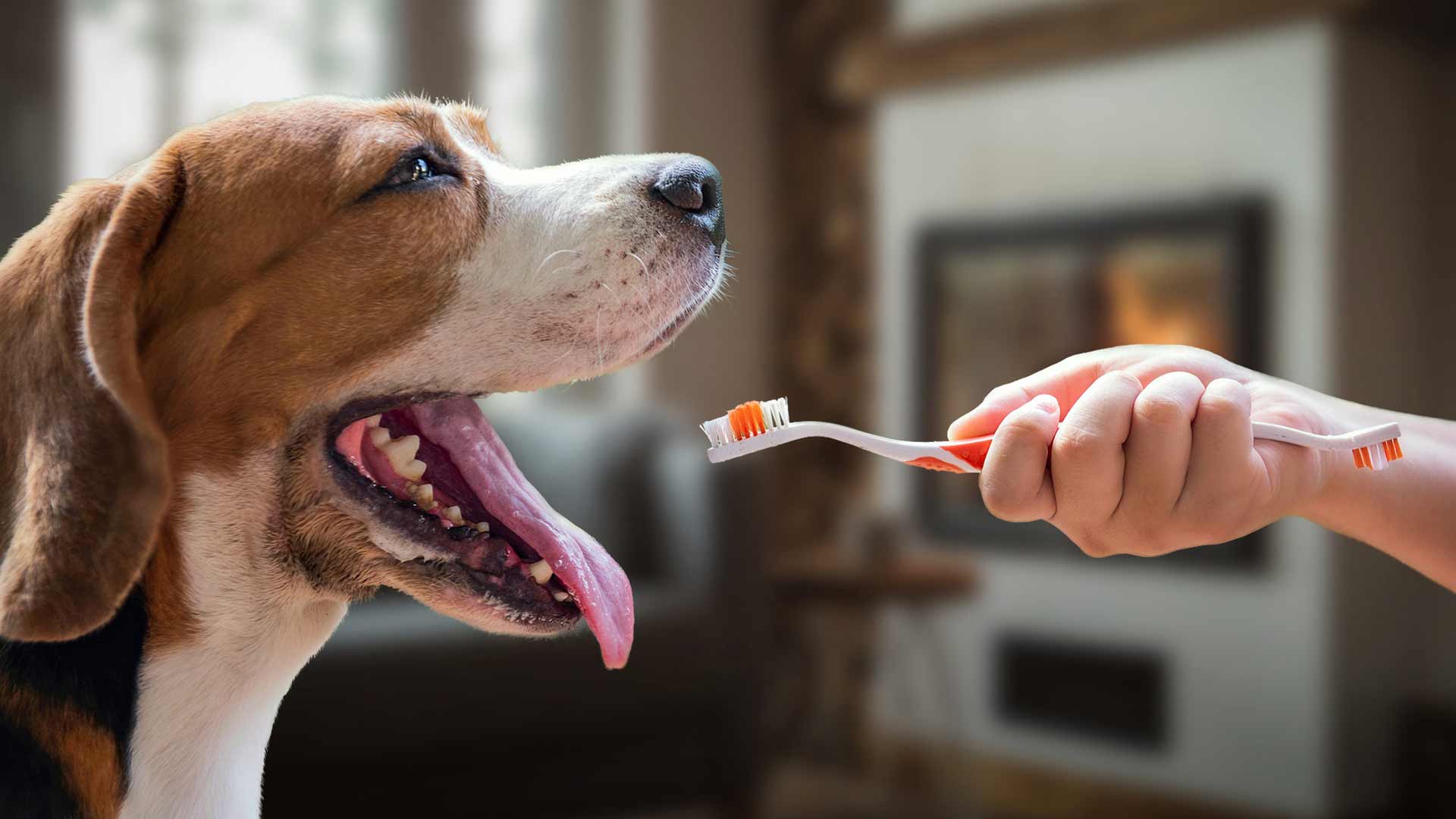 a dog getting its teeth brushed