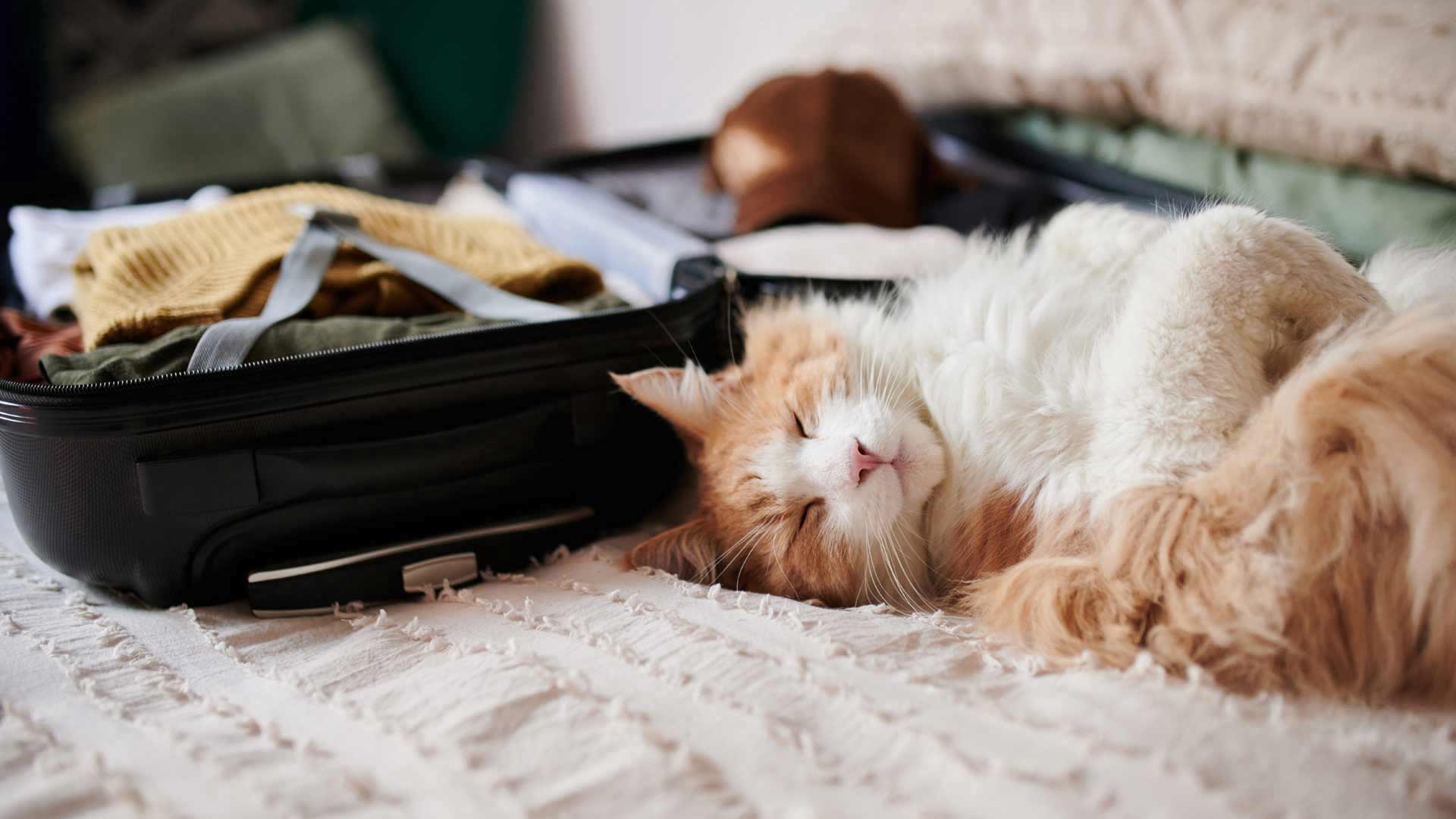 a cat laying by a suitcase
