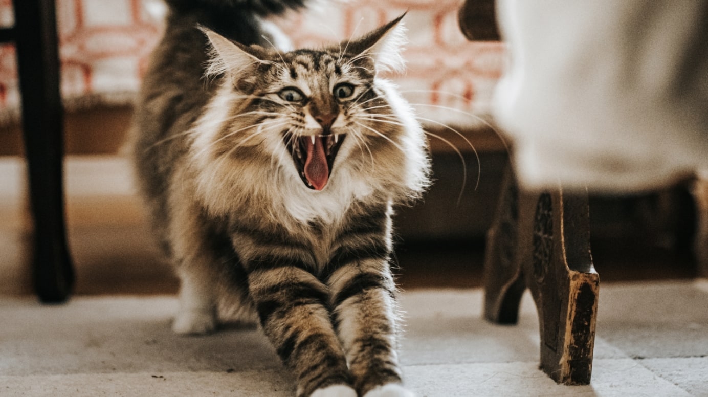 A Norwegian forest cat yawns and stretches