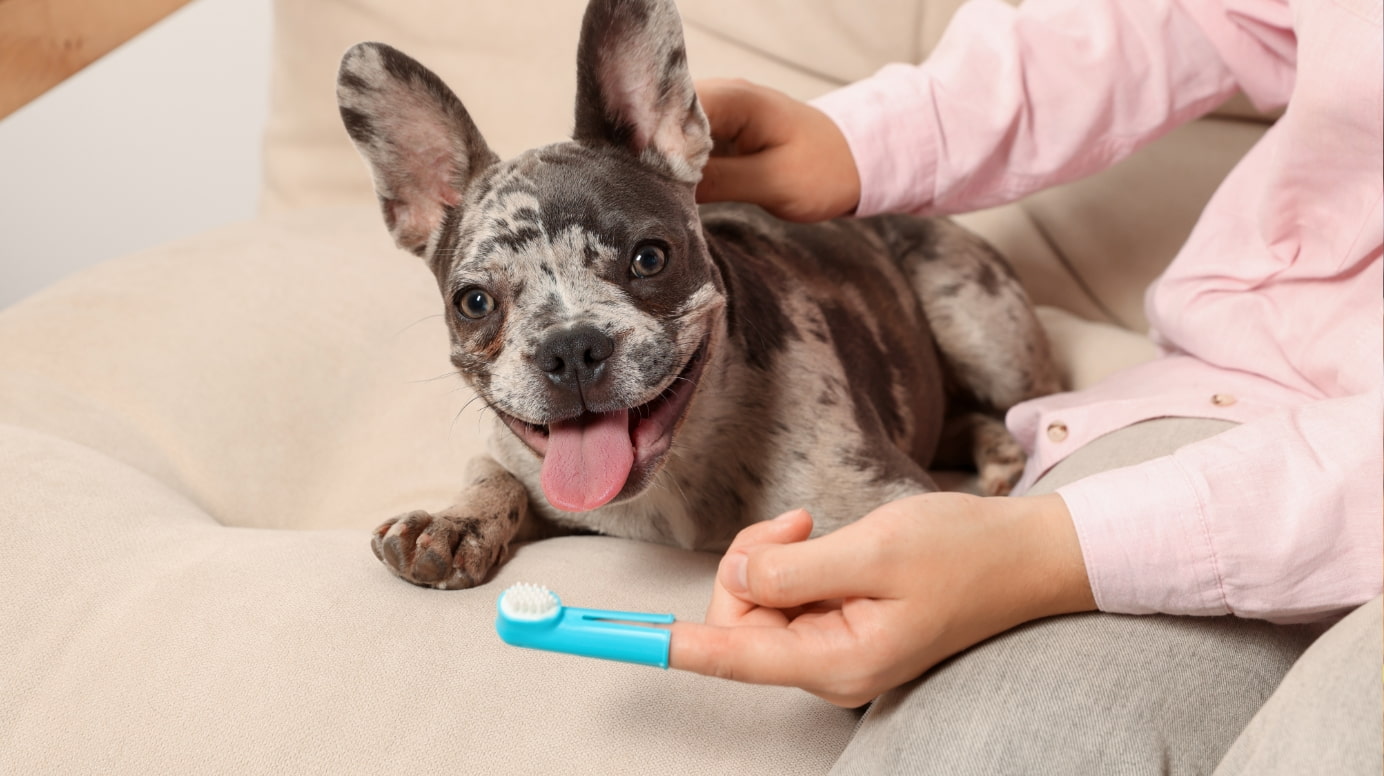 A woman prepares to brush her dog's teeth
