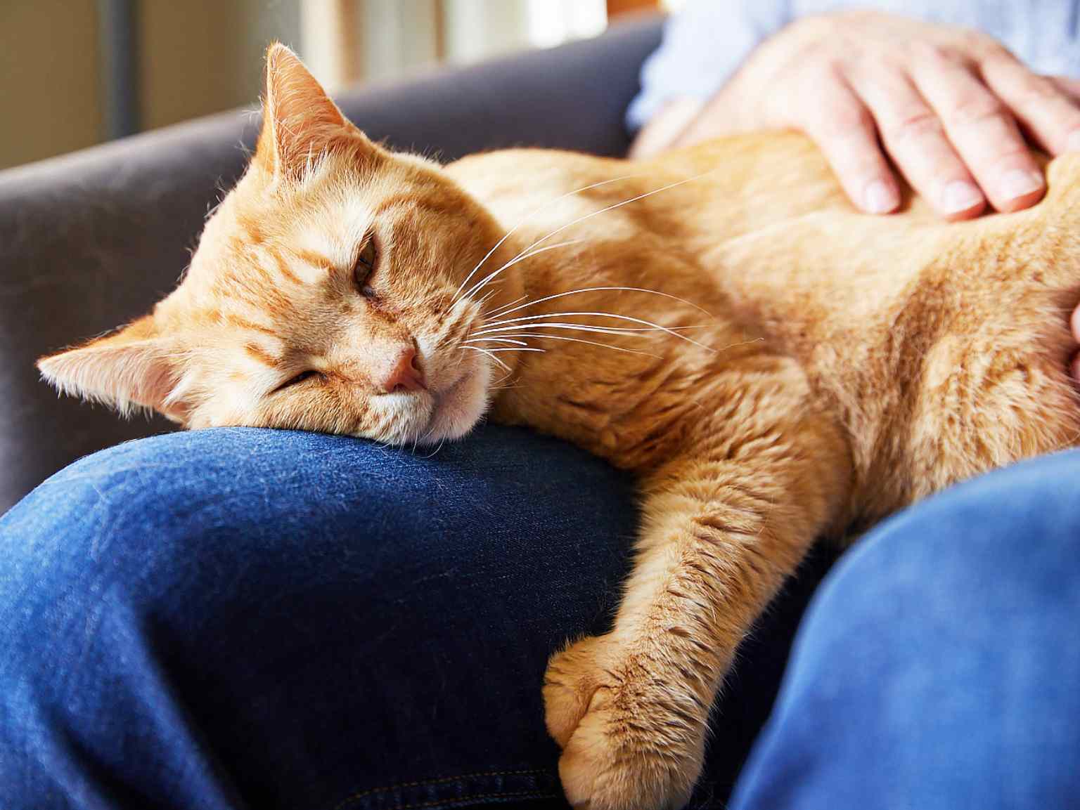 Cat sleeping on owner's lap