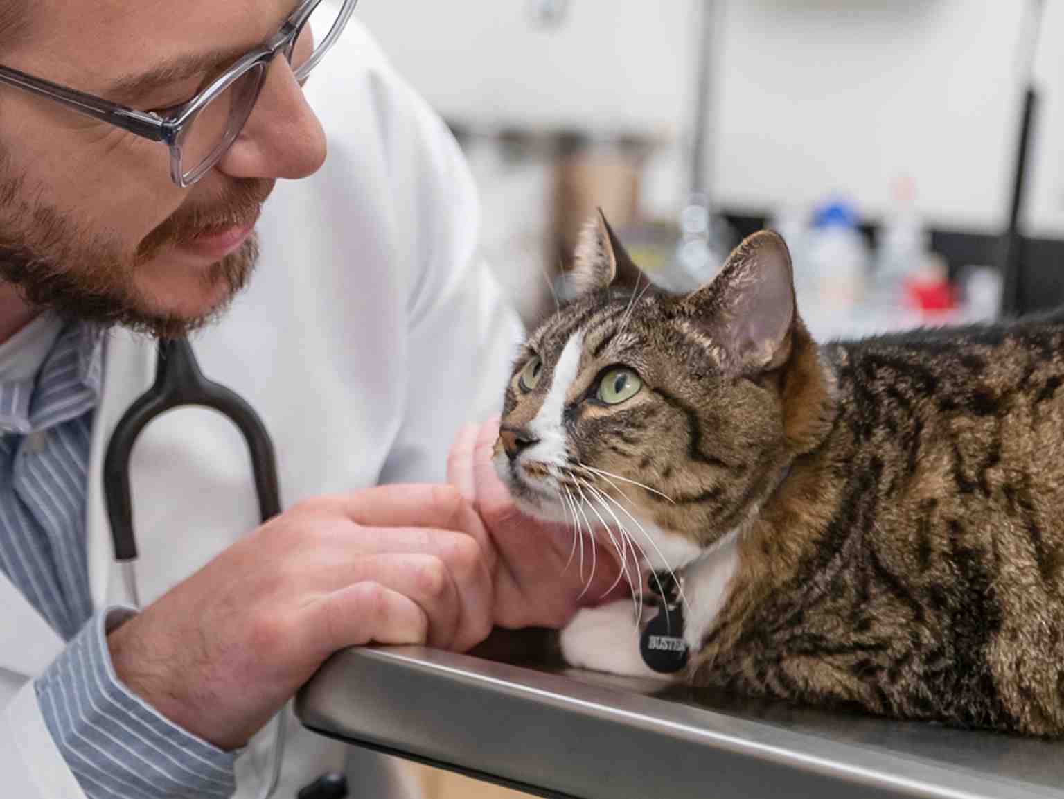 A male veterinarian examining a cat at the Banfield Pet Hospital