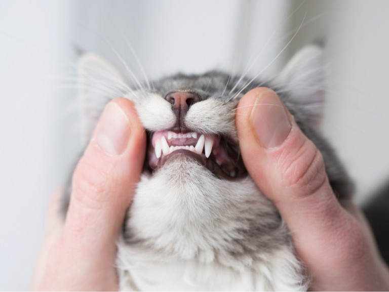 A young female veterinarian examining a cat's teeth at the Banfield Pet Hospital