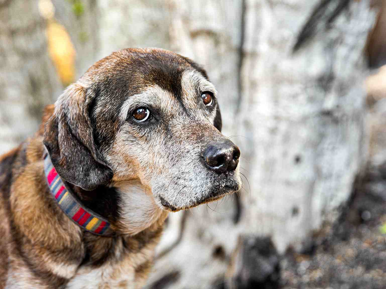 A close-up portrait of a senior dog