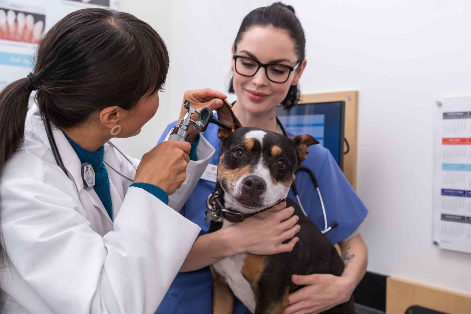Two young female veterinarians examining a dog's ear at the Banfield Pet Hospital