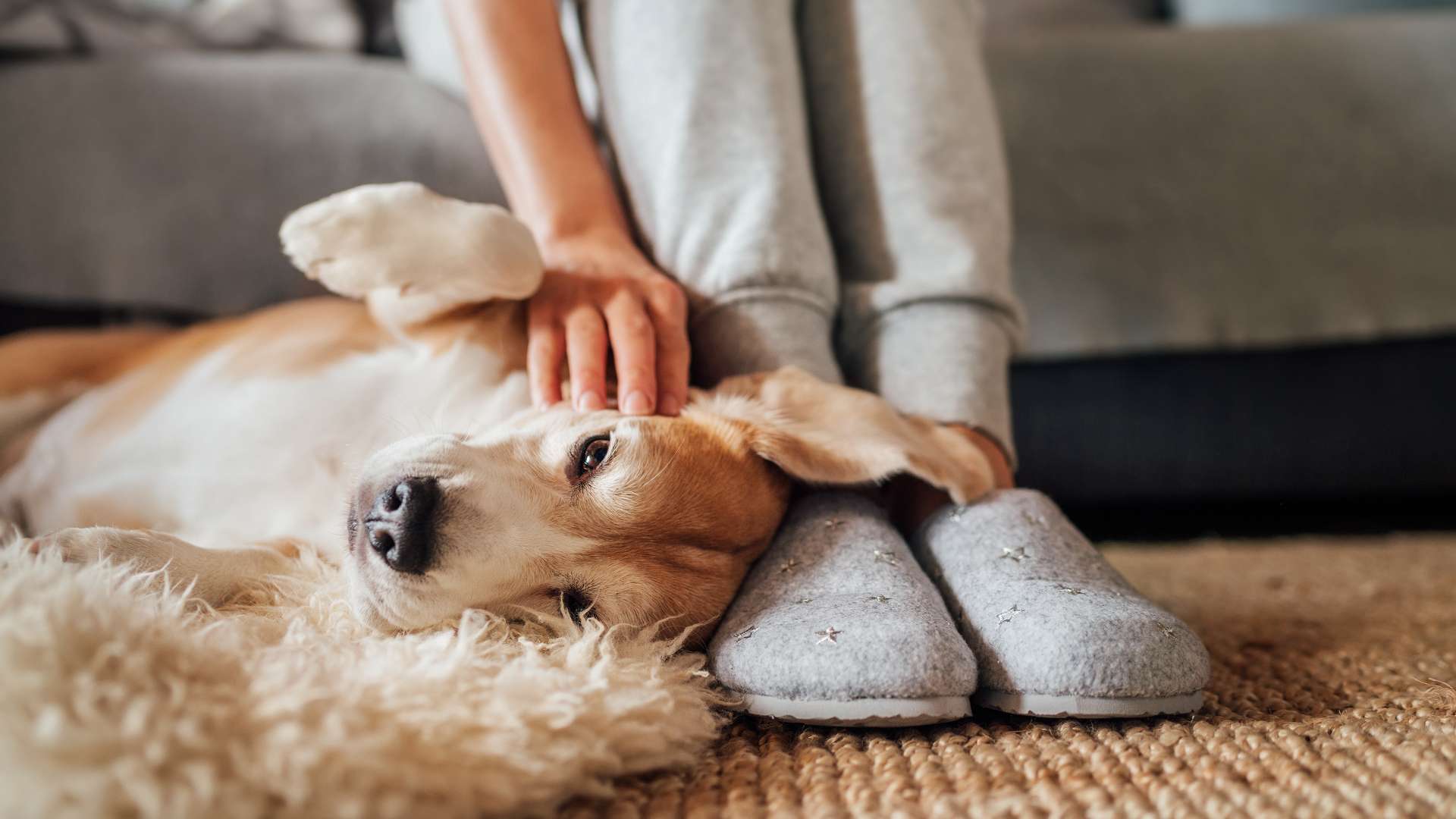 dog lays owner feet