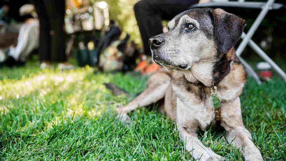 A senior dog sitting in a park