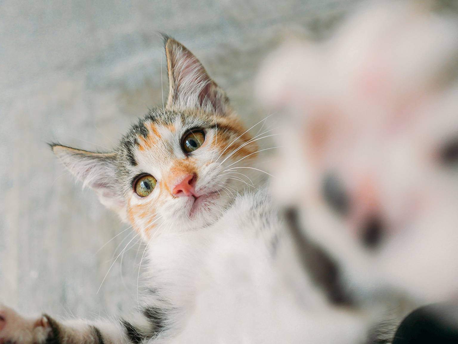 A close-up of a playful cat touching the camera