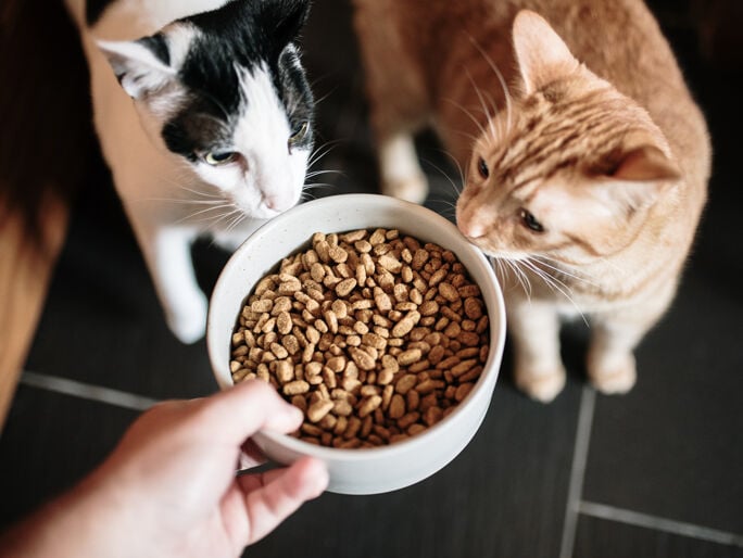 Two cats being offered a bowl of food