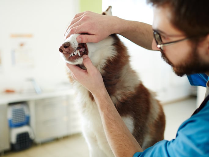A vet examining a husky's teeth