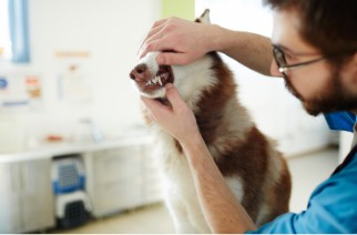 A husky getting its teeth inspected