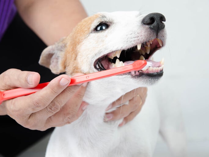 A dog getting its teeth brushed 