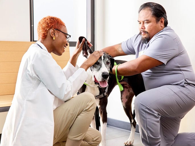 Two vets examining a large dog's floppy ear 