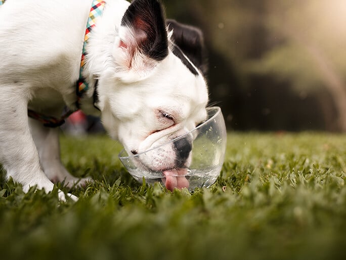 A bulldog drinking water from a bowl