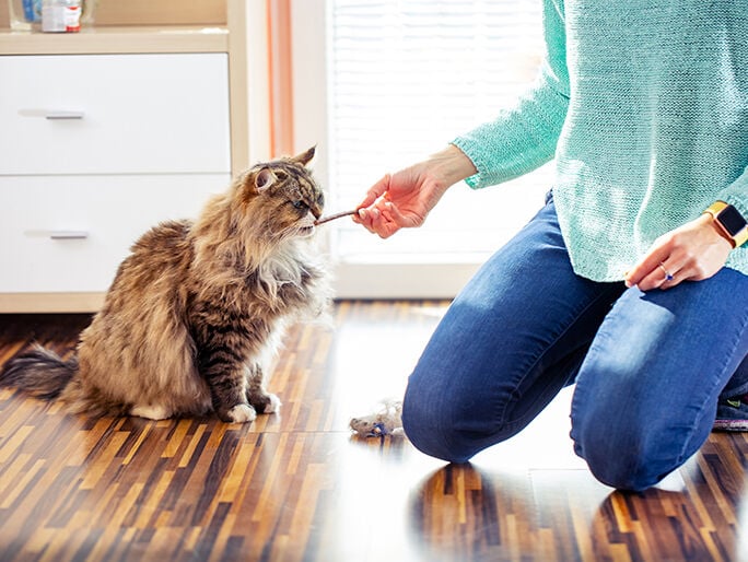 A cat eating some gravy treats