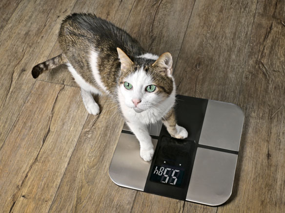 Kitten being weighed on a scale