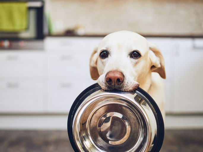 Puppy holding a bowl waiting for food