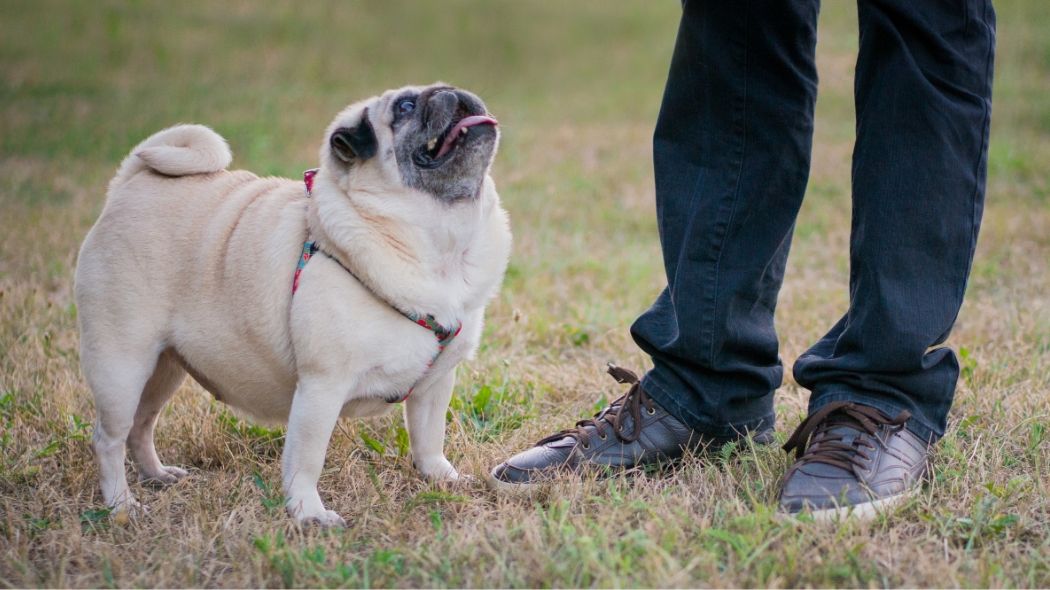 pug looking at her owner