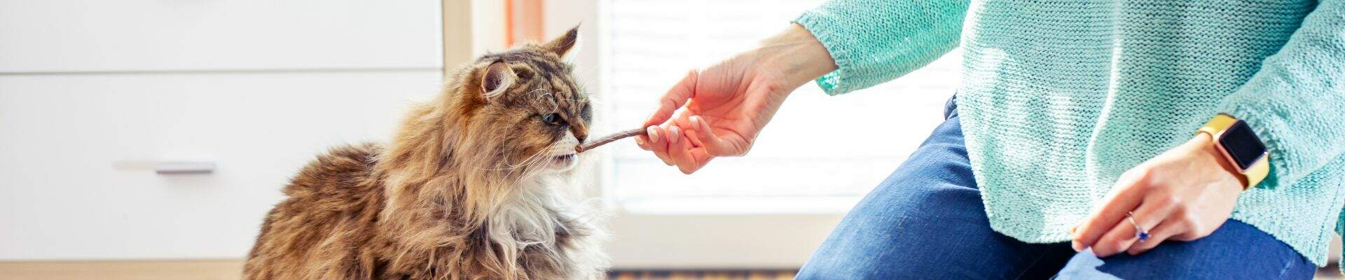 A cat eating a treat out of its owner's hand