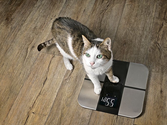 A tabby and white cat standing on a scale