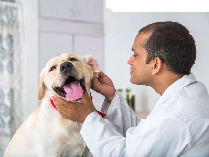 doctor checking dog's ear