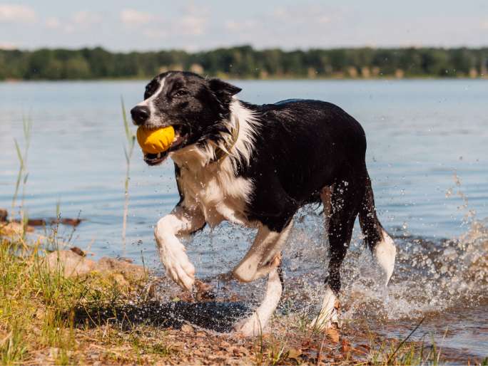 A black and white dog playing with a ball in a lake