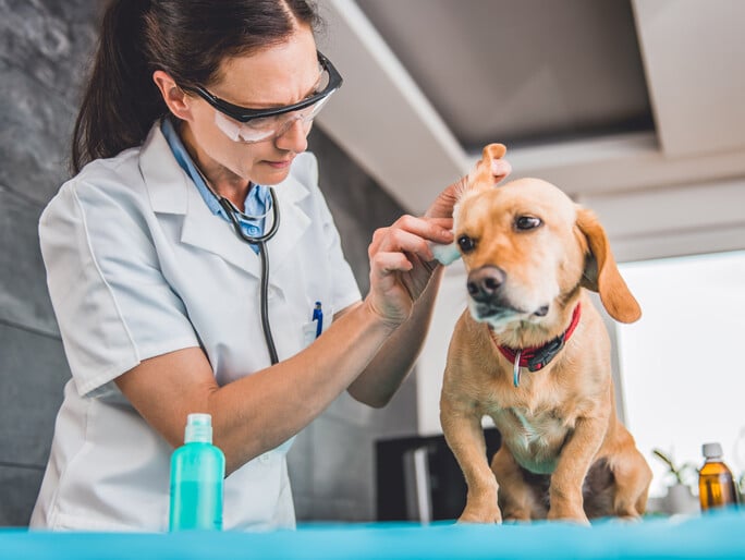 A vet cleans a dog's ear