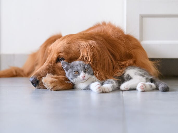 A grey and white kitten and a golden retriever snuggle on the floor