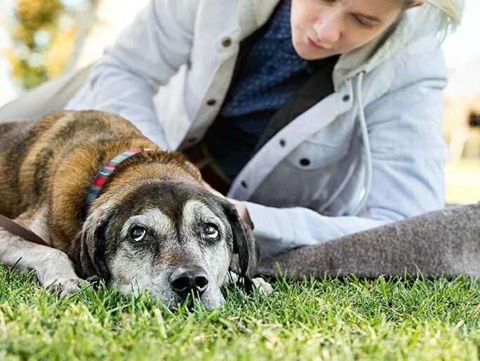 An old dog lays in the grass next to its owner