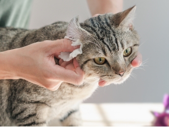 A cat getting their ears cleaned by the vet