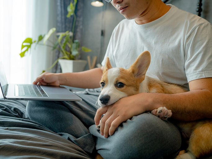 A corgi snuggling in its owner's lap while they work on a laptop