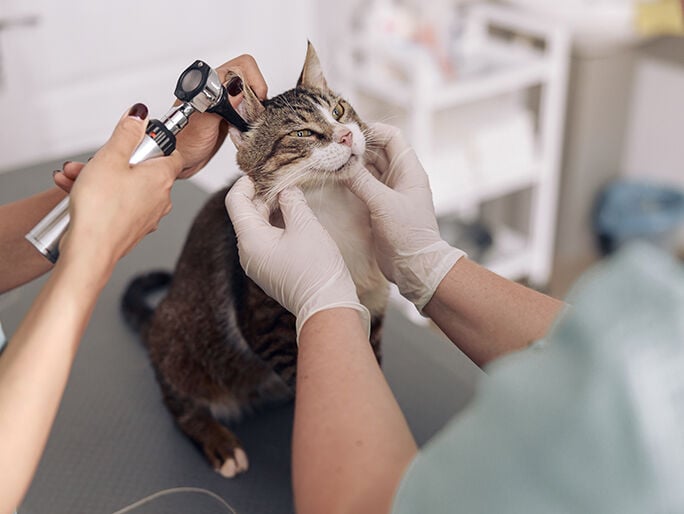 A cat getting its ear examined