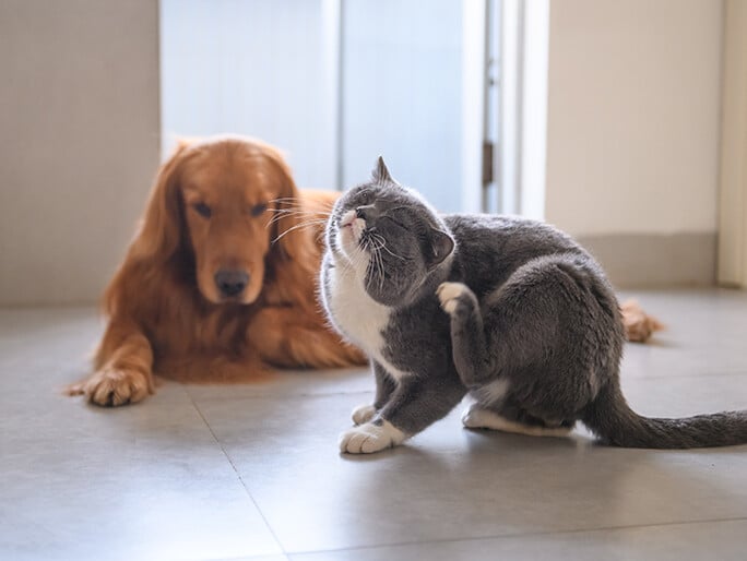 A grey and white cat scratches its ear while a golden retriever lays on the floor in the background 
