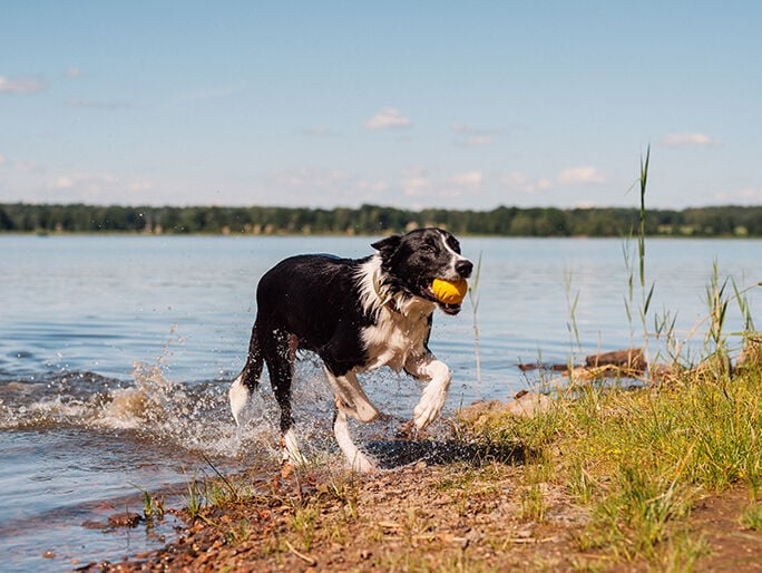 A black and white dog playing with a ball in a lake