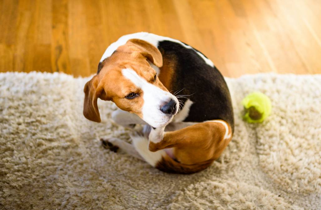 A beagle chewing/itching on their hind leg