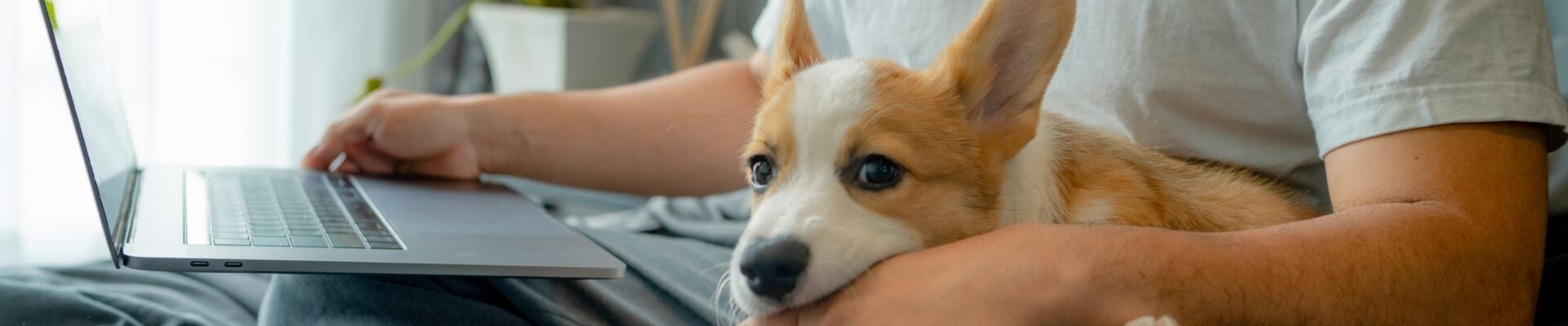 A corgi puppy laying on their owner's lap