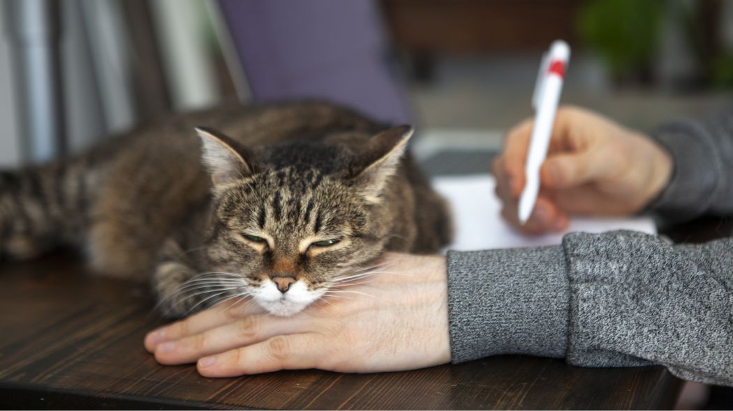 A tabby cat snoozing with its chin on its owner's hand