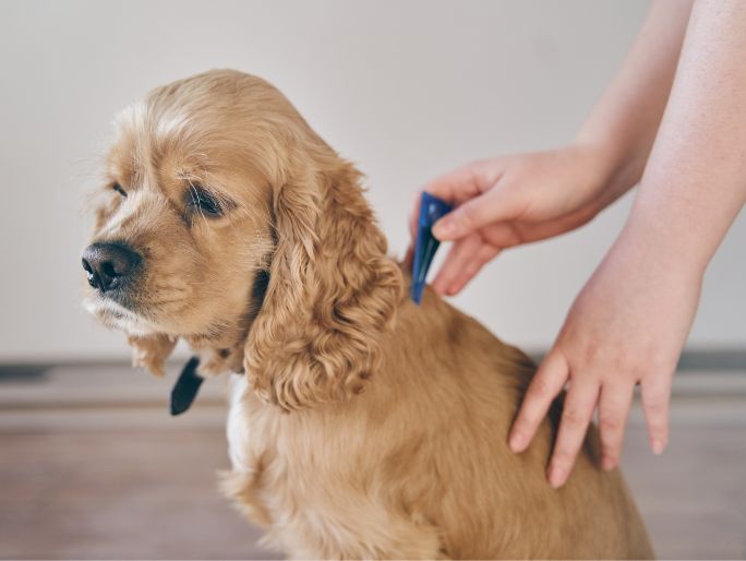 A person applying flea treatment to a dog's neck