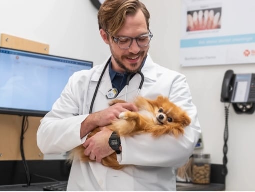 A veterinarian holds a Pomeranian