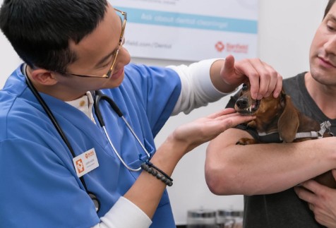 A dog owner holds their dachshund while a vet examines its teeth 