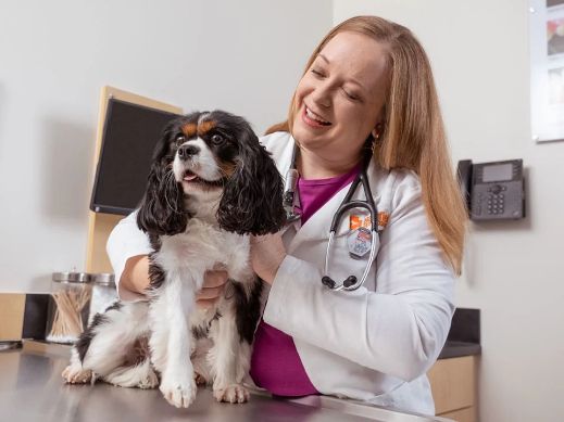 A veterinarian with a King Charles Spaniel
