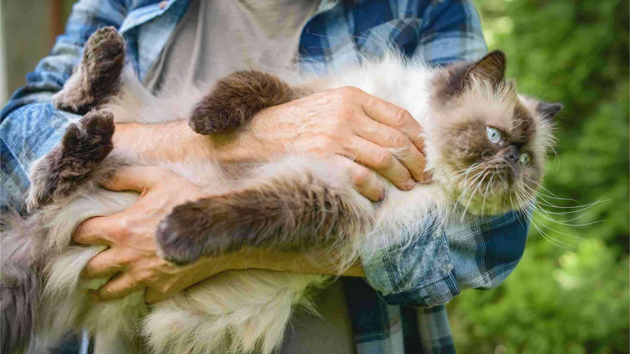 A person holding a fluffy brown cat