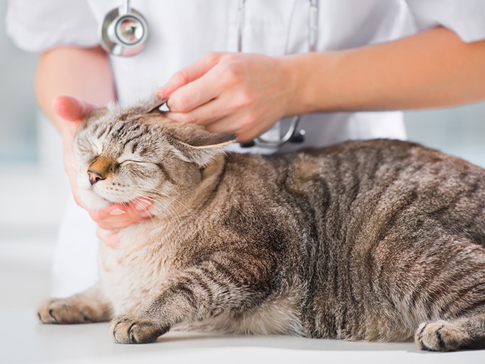 A vet examining a tabby cat's ears 