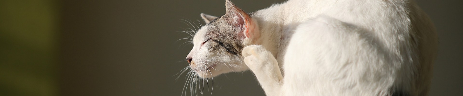 A grey and white cat scratching its ear