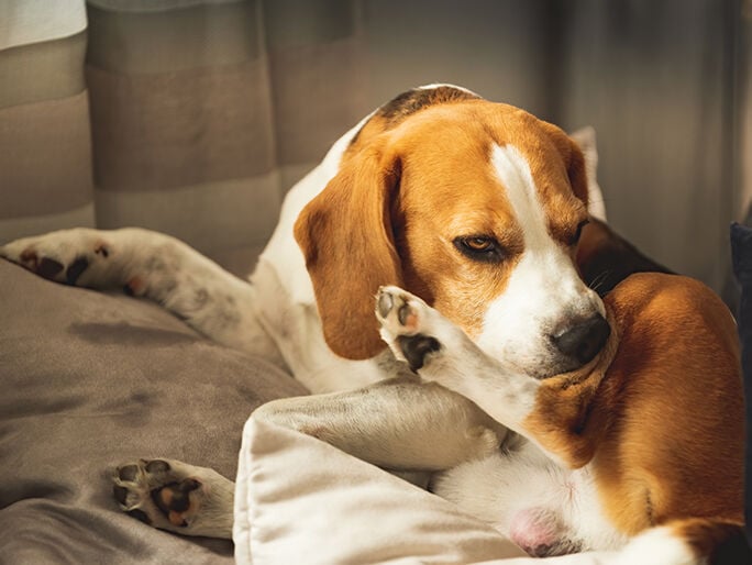 A beagle itching/chewing on their hind leg