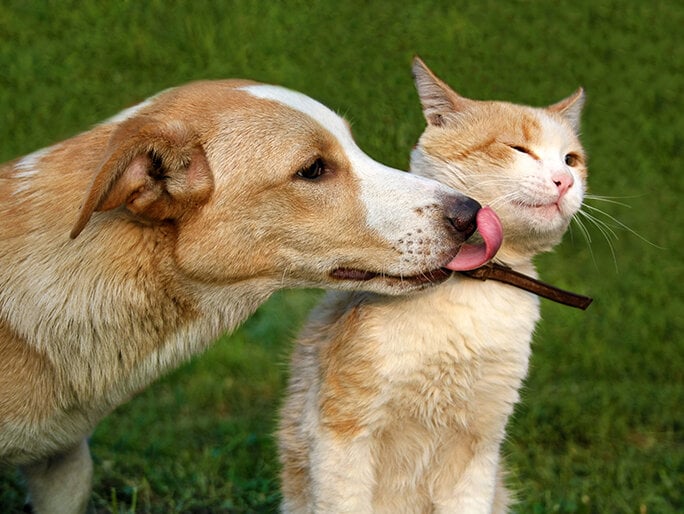 A dog giving an unwilling cat a kiss on the face