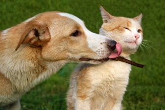 dog licking a cat