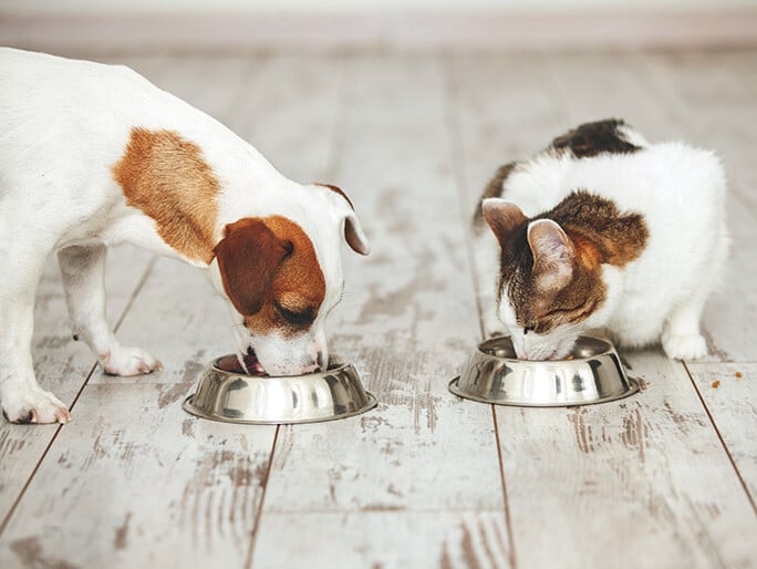 A small brown and white dog and a tabby and white cat eat out of metal food bowls 